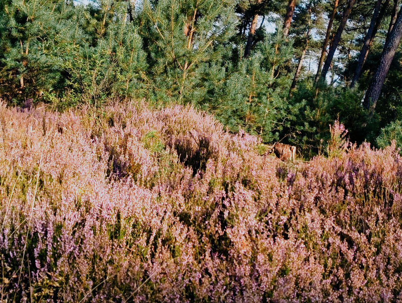 blooming heather